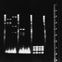 Линейки флуоресцентные, 4 шт