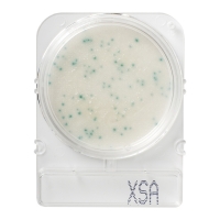 Подложки Compact Dry XSA (золотистый стафилококк), 40 шт.