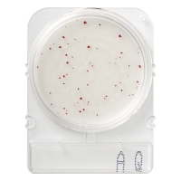 Подложки Compact Dry AQ (гетеротрофные микроорганизмы в пробах воды), 20 шт.